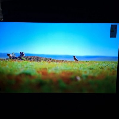 TCL 55 QLED 4K T6C Google TV HDR10+