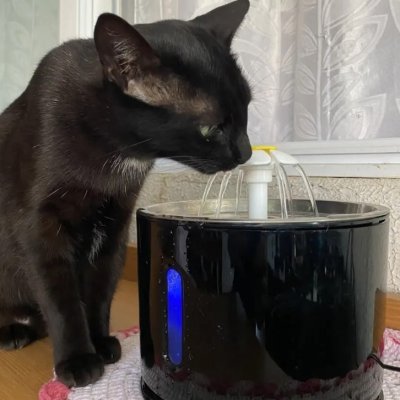 Bebedouro Pet Fonte Água 2,4 Litros Filtro Automático