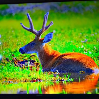 Smart TV Semp 43 S62 4K WiFi Bluetooth