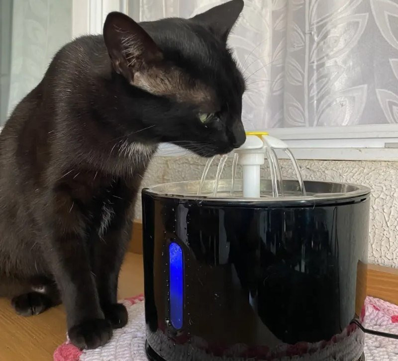 Bebedouro Pet Fonte Água 2,4 Litros Filtro Automático